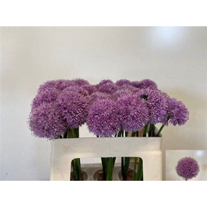 Allium Kleinbloemig