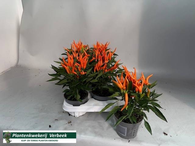 <h4>CAPS AN SAL D ORANGE</h4>