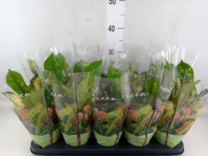 <h4>Codiaeum var. KL 'Wilma'</h4>