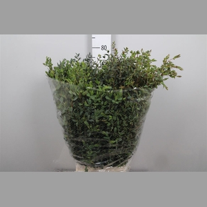Euca Parvifolia Extra