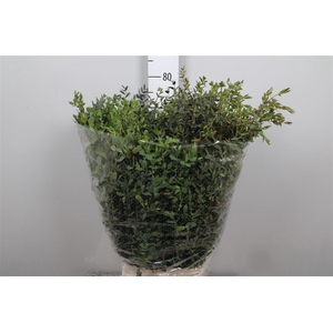Euca Parvifolia Extra