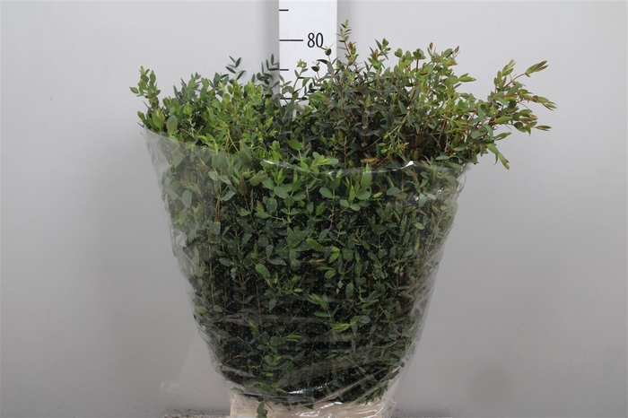 <h4>Euca Parvifolia Extra</h4>