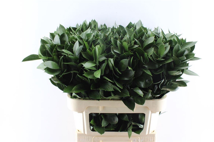 <h4>Ruscus Hypophyllum</h4>