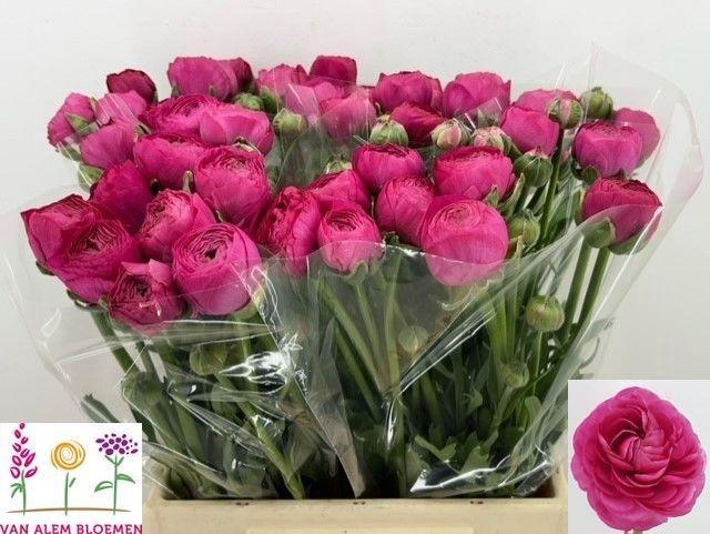 <h4>RAN AAZUR DEEP ROSE</h4>