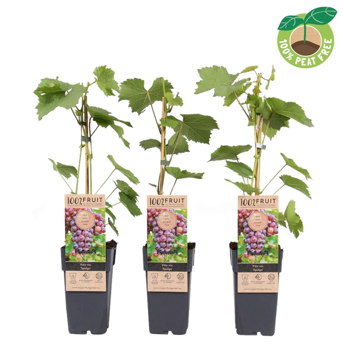 <h4>Vitis vinifera</h4>