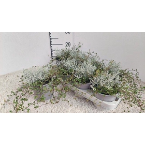 LEUCOPH BROWNII/MUEHLEN P13