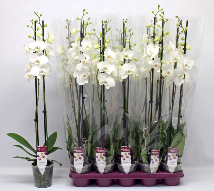 PHAL F PURE SILK