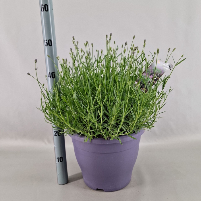 <h4>Lavandula angus. 'Essence Pure'</h4>
