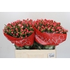 Hypericum Sweet Romance
