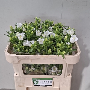 CAMP M CHAMPION WHIT