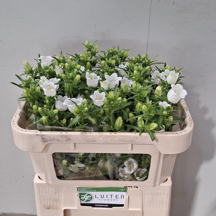 <h4>CAMP M CHAMPION WHIT</h4>