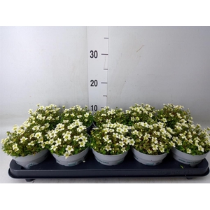 Saxifraga arend. 'Touran White'