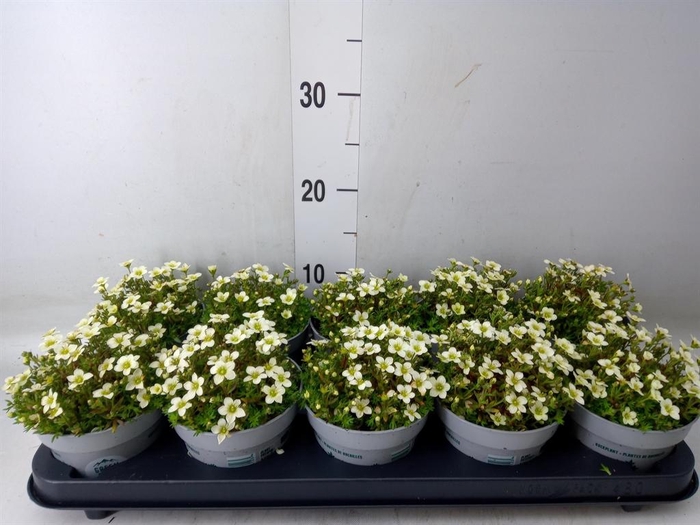 <h4>Saxifraga arend. 'Touran White'</h4>