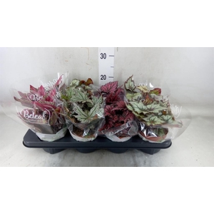 Begonia BD 'Beleaf'   ...mix