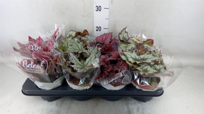 <h4>Begonia BD 'Beleaf'   ...mix</h4>