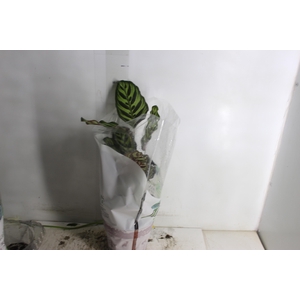 CALATHEA MAKOYAMA P17