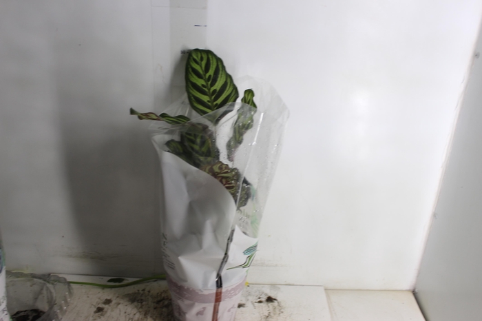 <h4>CALATHEA MAKOYAMA P17</h4>