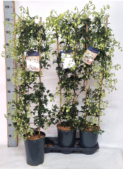 <h4>Clematis 'Avalanche'</h4>