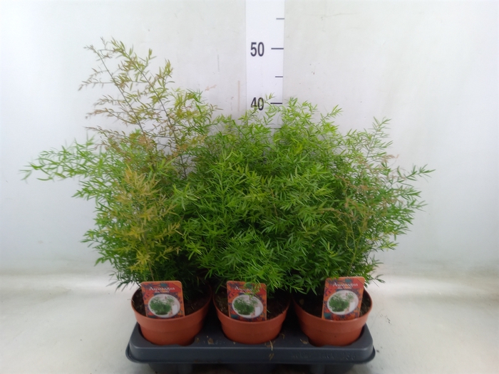 <h4>Asparagus dens. 'Cwebe'</h4>