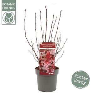 Physocarpus opulifolius 'Rubella'®
