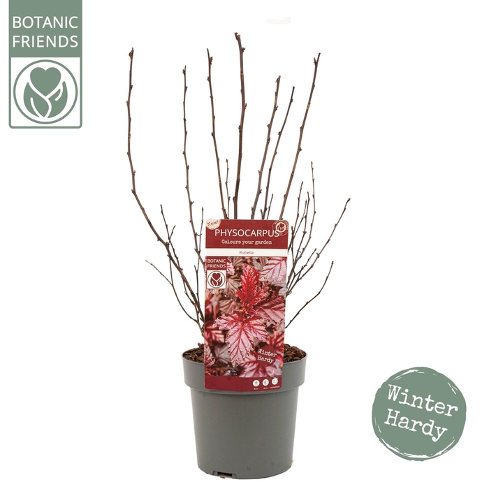 <h4>Physocarpus opulifolius 'Rubella'®</h4>