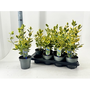 EUONYMUS JA MARIEKE