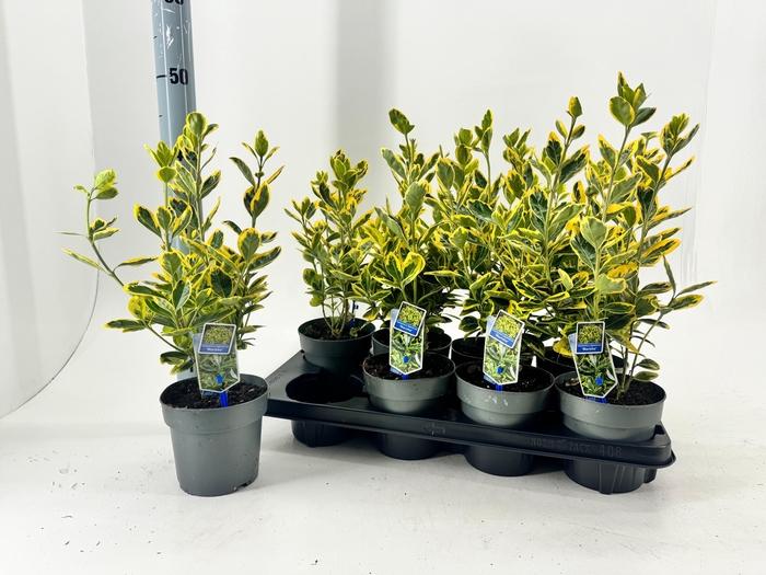 <h4>EUONYMUS JA MARIEKE</h4>