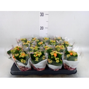 Kalanchoe blos. 'RosDon Pedro'
