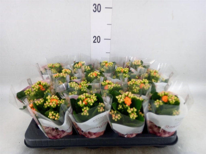 <h4>Kalanchoe blos. 'RosDon Pedro'</h4>