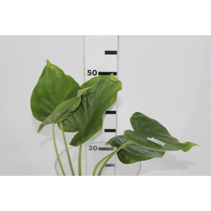 FOLHAGEM ALOCASIA CUCULLATA 040 CM