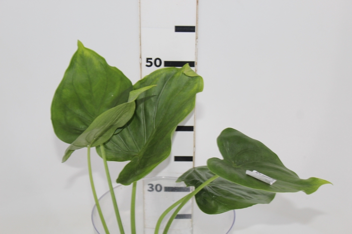 <h4>FOLHAGEM ALOCASIA CUCULLATA 040 CM</h4>