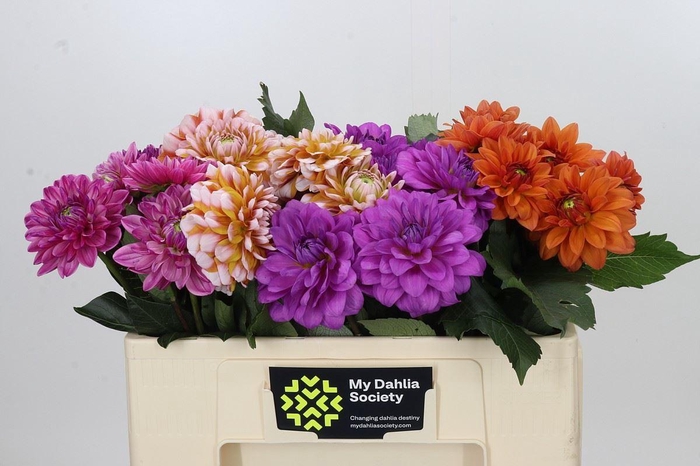 <h4>Dahlia   ...mix in fust</h4>