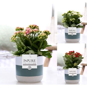 Kalanchoe mix in P&PURE Lauren ceramics