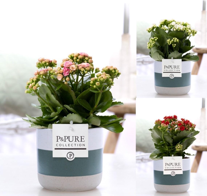 <h4>Kalanchoe mix in P&PURE Lauren ceramics</h4>