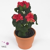 Euphorbia pulc. 'Winter Rose Pink'