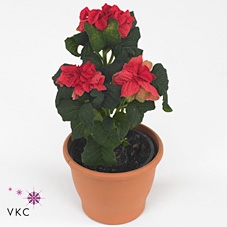 Euphorbia pulc. 'Winter Rose Pink'