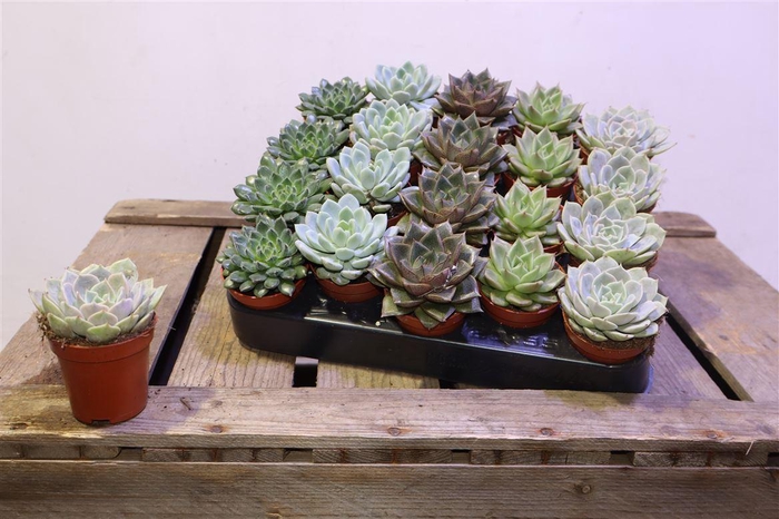 <h4>arr8 Echev Gem</h4>