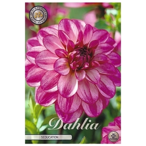 Dahlia Seducation x1 l