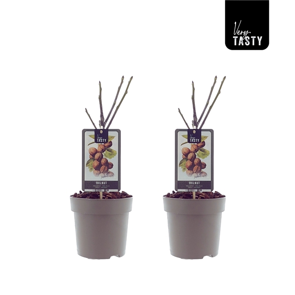 <h4>Juglans Regia</h4>