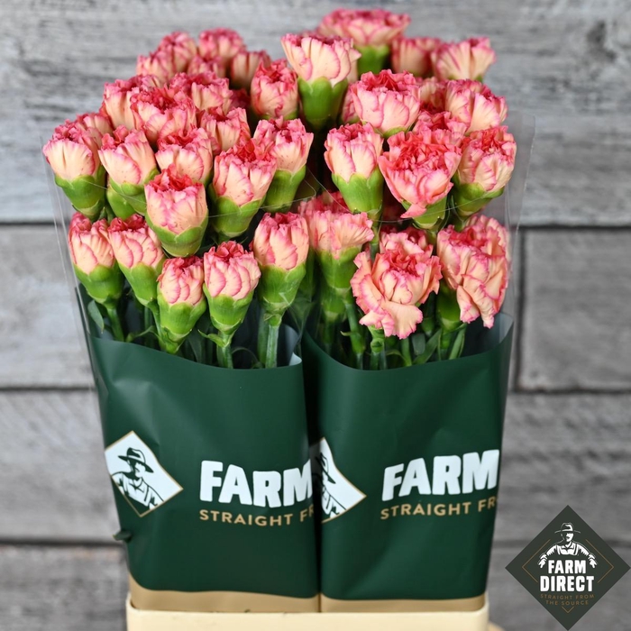 <h4>DI ST JELLY</h4>