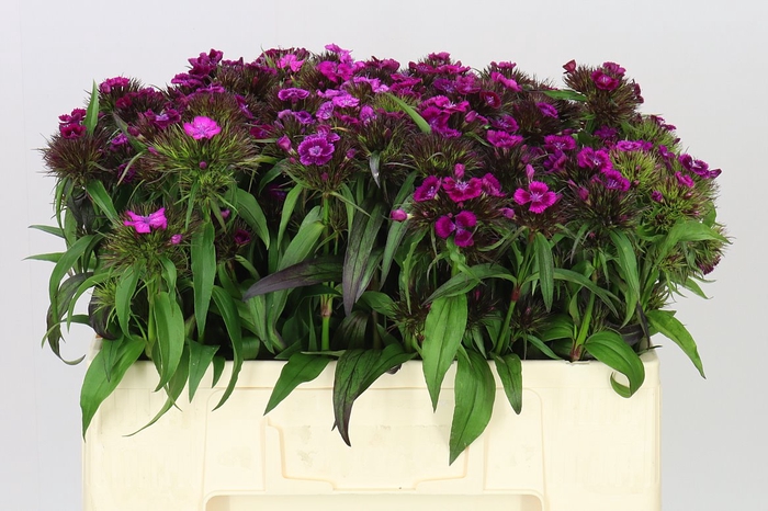 <h4>Di Barb Purple</h4>