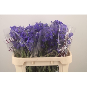 Delph En Atlantis Dark Blue