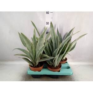 Sansevieria trifa.   ...