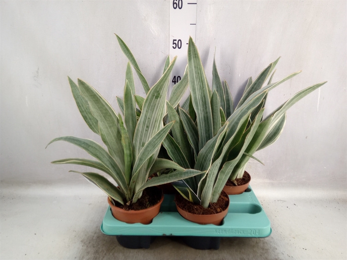 <h4>Sansevieria trifa.   ...</h4>