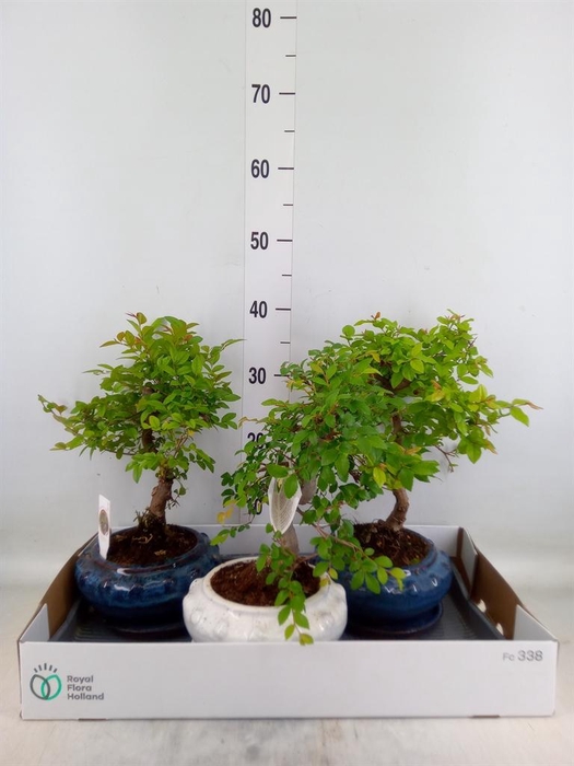 <h4>Bonsai   ...mix</h4>