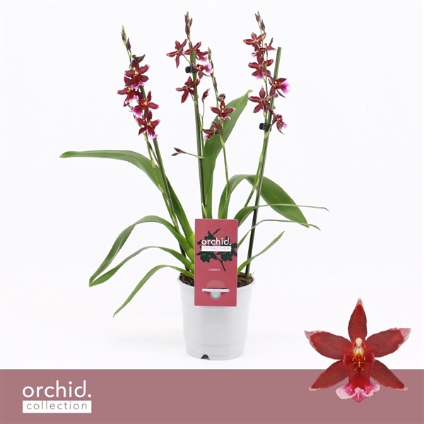 <h4>Barrocco Red, 3/4-spike Compact 'Orchid Collection'</h4>