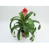 AECHMEA FREDERICO P17 VERMELHO