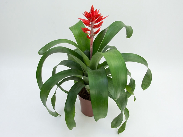 <h4>AECHMEA FREDERICO P17 VERMELHO</h4>