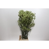 Anigozanthos green