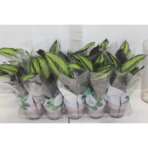 CALATHEA BEAUTYSTAR P12